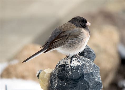 Image result for Birds at Springtime