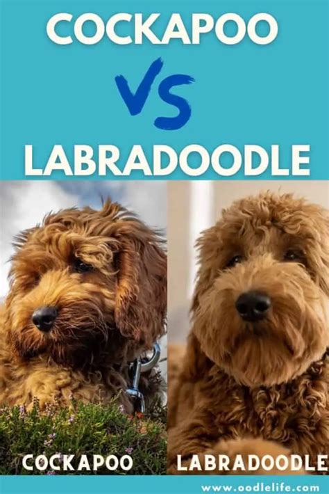 Image result for Cockapoo vs Labradoodle