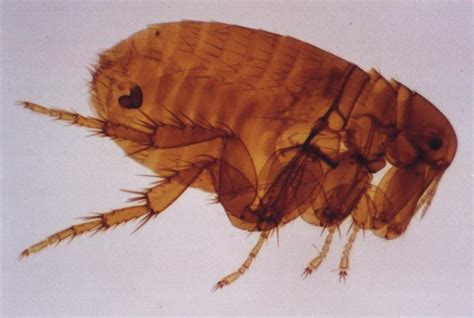 Image result for Jigger Bug Parasite
