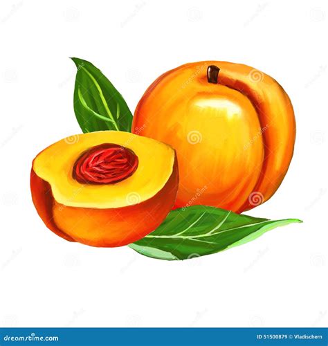Peaches Set Vector Illustration Hand Drawn Stock Vector - Illustration of juice, color: 51500879