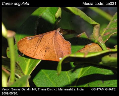 Carea angulata (Fabricius, 1793) - | Moths