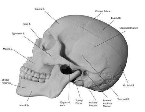 The Axial Skeleton Pt. 1 (The Skull) - HESI | NurseHub