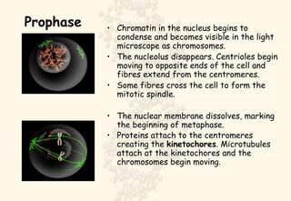 Image result for Crash Course Cell Cycle