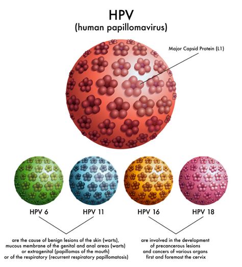 HPV Vaccine for the Most Prevalent STI in America – The Amino Company