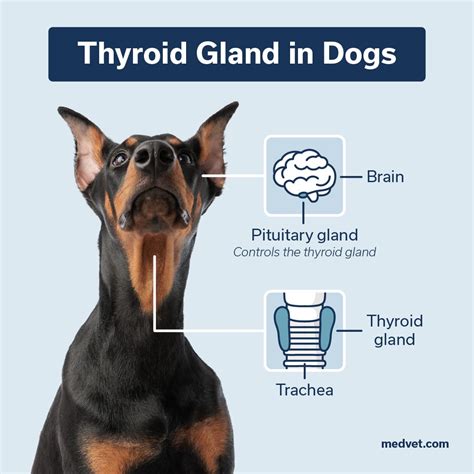 Hyperthyroidism In Dogs