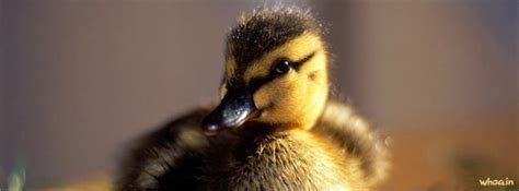 Cute Duck Facebook Cover #1