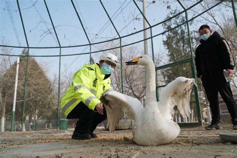 新疆巴州公安交警保护救护受伤野生动物蔚然成风