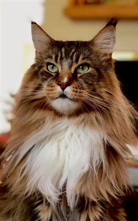 Image result for Fudgemuppet Fallout 4 Lore