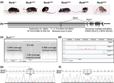 Image result for Rorb Model Routing