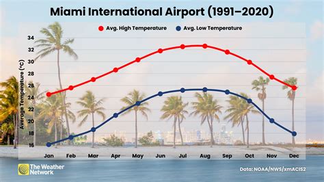 Why Florida's iguanas fall from trees when cold air arrives - The ...