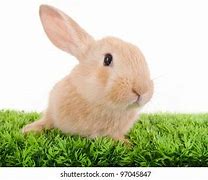 Image result for Found Baby Rabbit