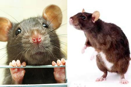 Tips｜家里出现一只老鼠就够烦了！3个方法帮你速速驱除老鼠 | Xuan
