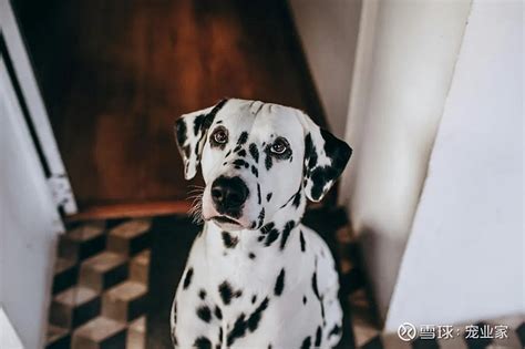 Flowbee Dogs 的图像结果