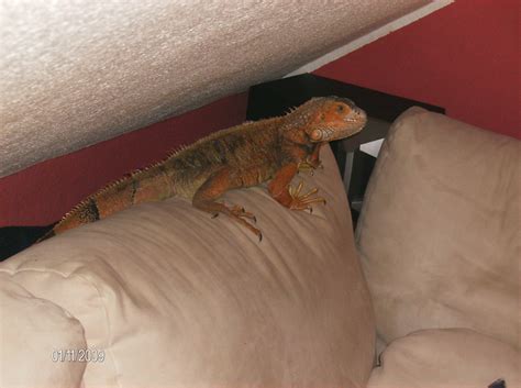 Orange Leguan iguana iguana in mainhausen | Tiere | Kleinanzeigen