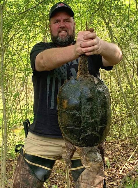 Snapping Turtle Hunting 的图像结果