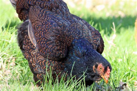 The Cornish Chicken: Breed Profile and Care Guide (2024)