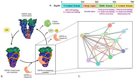 Plant-Based HSP90 Inhibitors in Breast Cancer Models: A Systematic Review