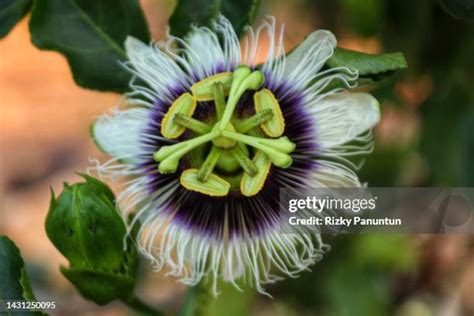 Image result for Passion Java Snakes