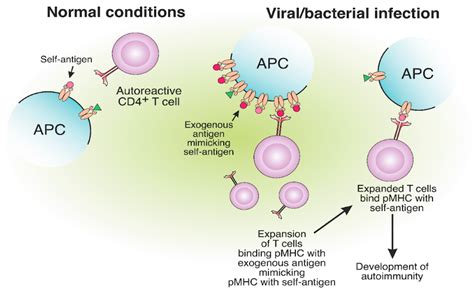 Mhc Ii Proteins