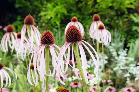 Coneflowers: Easy-to-Grow Native Plants | The Plant Native