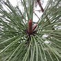 Image result for Pine needles