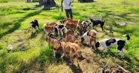 Pets Bear The Brunt Of Eviction Order Given To Kobu Chapori Residents ...