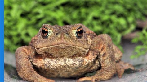 Exploding Toads Video 的图像结果