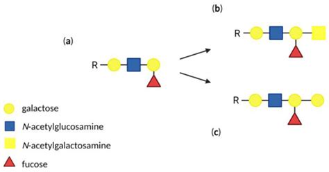 Red Blood Cells Oligosaccharides as Targets for Plasmodium Invasion