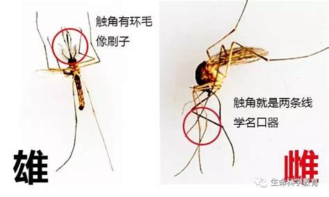 蚊子如何区分雌雄？_小城生活网