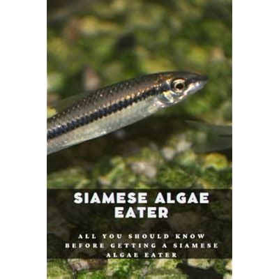 Siamese Algae Eater: All you should know before | Ubuy India