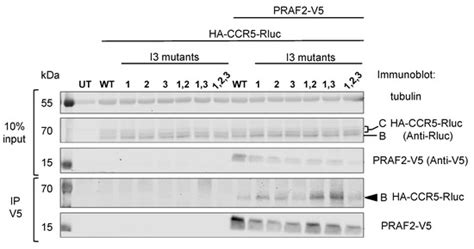 Control of CCR5 Cell-Surface Targeting by the PRAF2 Gatekeeper