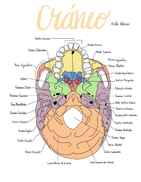 Cráneo Vista inferior | uDocz | Craneo anatomia, Libros de anatomia ...