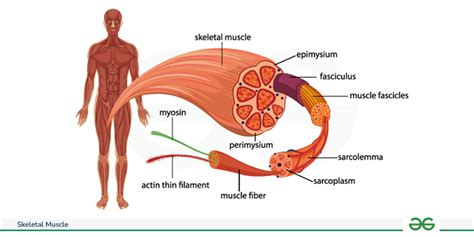 Image result for Skeletal Muscle Functional Unit