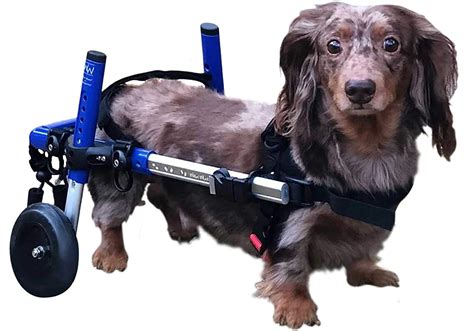 Small Dog Back Leg Wheelchair at Sandra Galvez blog