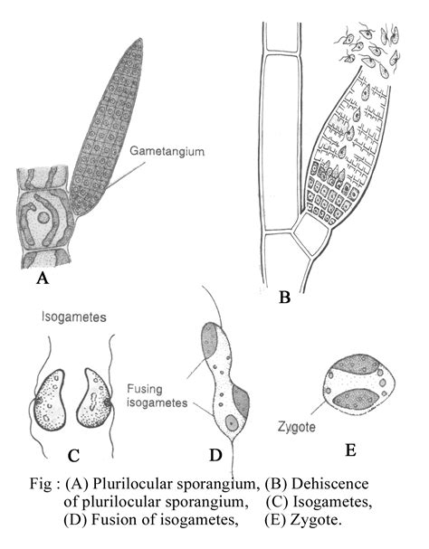 ECTOCARPUS - STRUCTURE OF VEGETATIVE BODY AND REPRODUCTION