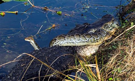 Image result for Python vs Crocodile