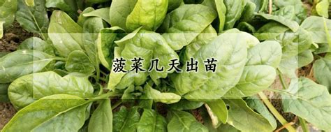 怎样种植菠菜 —【发财农业网】