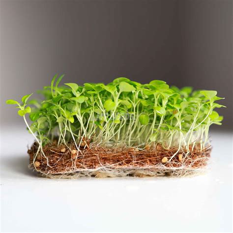 Corn Salad - Microgreens Seeds | MP Seeds