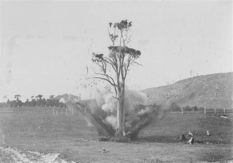Exploding Tree Slow-Motion 的图像结果