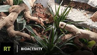 Image result for bioactivity 生物活性