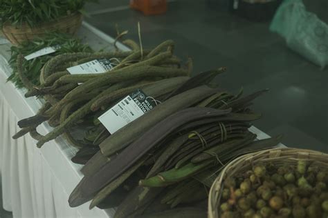 Tetu / टेटू / Broken Bones Tree / Oroxylum indicum (L.) Kurz – OOO Farms