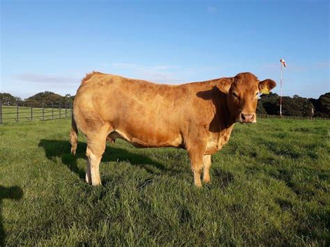 Limousin Cows – Breed Profile, Characteristics and Facts – Som2ny Network