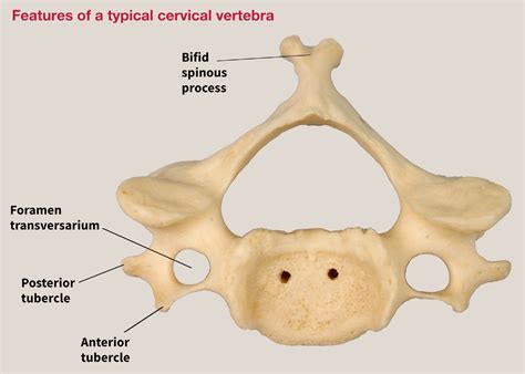 Clinically applied anatomy of the vertebral column - Surgery - Oxford International Edition