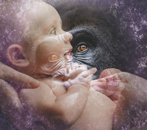 Australopithecus Song 的图像结果