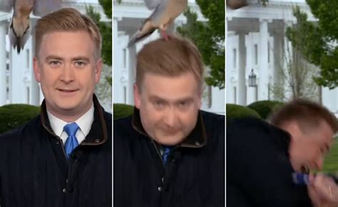 Bird lands on Peter Doocy's head during live Fox News report