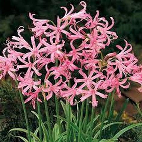 LIVE GREEN Flower Bulbs | Nerine Lily Multi-color Flower Bulbs For Home ...
