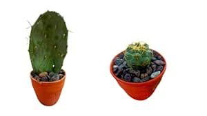 Opuntia cactus And Gymnocalycium baldianum Cactus in Khullar pot (Air ...
