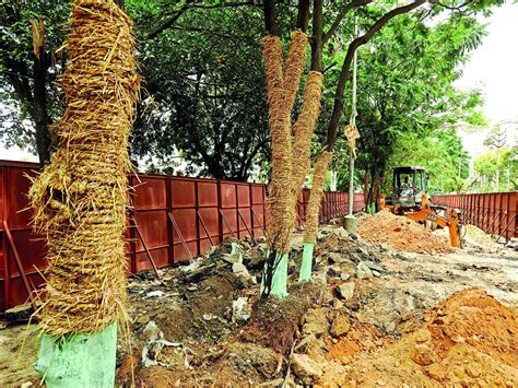 Transplant rejection: Just 8% of trees transferred out of Metro’s way ...