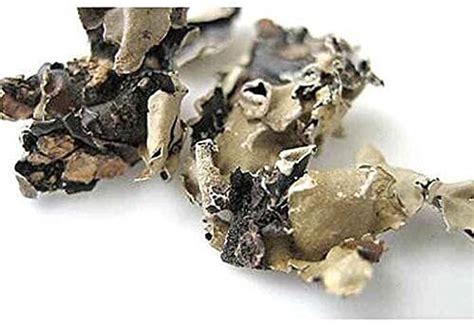 Roods Fresh ® Stone Flower | Dagad Phool | Kalpasi, Patthar Ke Phool ...