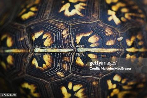 Image result for Turtle Shell Codpicece
